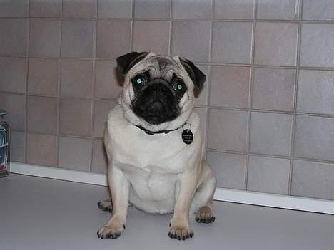 Mops Tubi ( TUGI NUGI ) billede 3