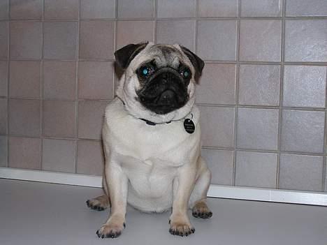 Mops Tubi ( TUGI NUGI ) billede 4