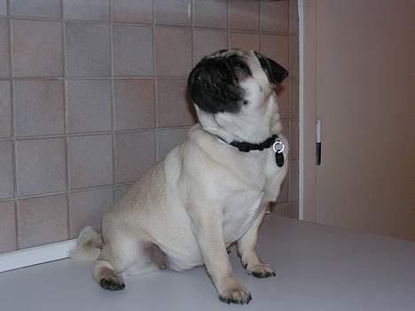 Mops Tubi ( TUGI NUGI ) billede 5