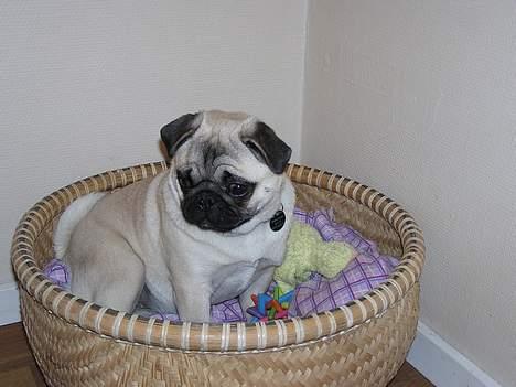 Mops Tubi ( TUGI NUGI ) billede 6