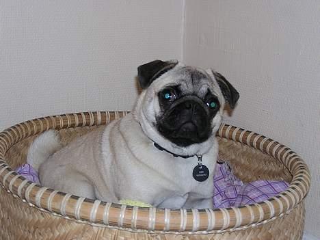 Mops Tubi ( TUGI NUGI ) billede 7