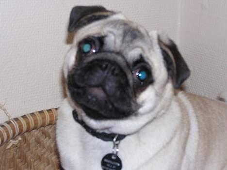 Mops Tubi ( TUGI NUGI ) billede 8