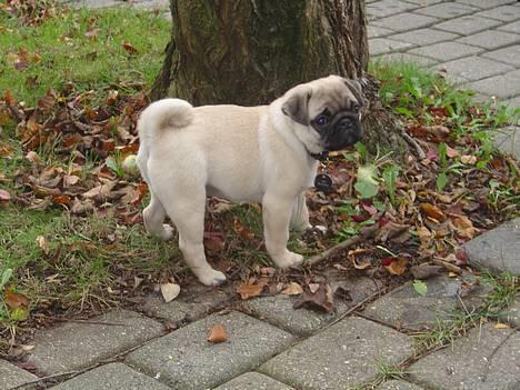 Mops Tubi ( TUGI NUGI ) billede 9