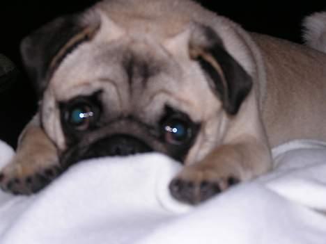 Mops Tubi ( TUGI NUGI ) billede 10