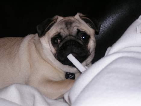 Mops Tubi ( TUGI NUGI ) billede 11