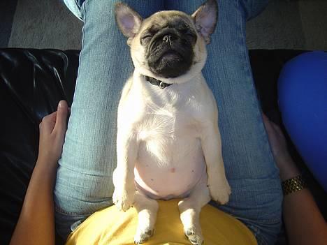 Mops Tubi ( TUGI NUGI ) billede 12