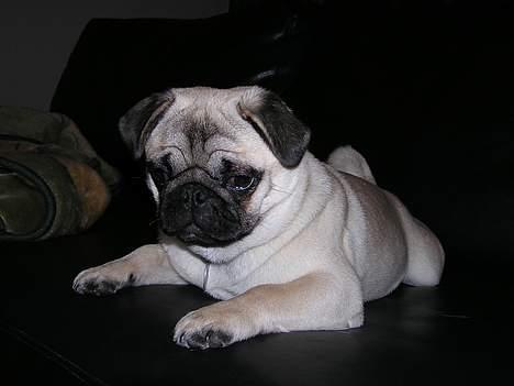 Mops Tubi ( TUGI NUGI ) billede 13