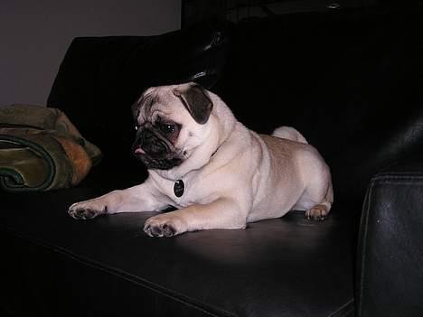 Mops Tubi ( TUGI NUGI ) billede 14