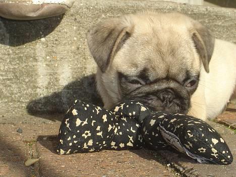 Mops Tubi ( TUGI NUGI ) billede 15