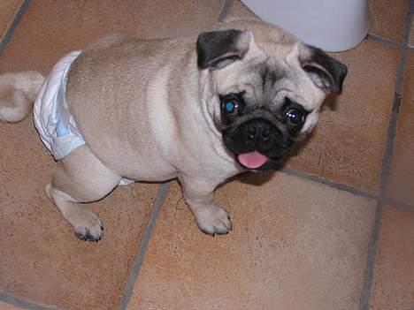 Mops Tubi ( TUGI NUGI ) - tubi er for første gang kommet i løbetid og så må man jo til at gå med ble billede 16