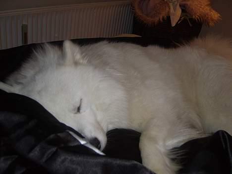 Samojedhund Bamse  - Bamse får sig lige en lille lur :) billede 10