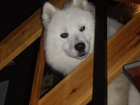 Samojedhund Bamse  - Kuk Kuk, her er jeg synes bamse at sige :) billede 11