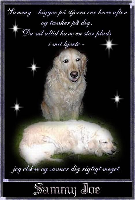 Golden retriever Sammy Joe #død 2005# billede 1