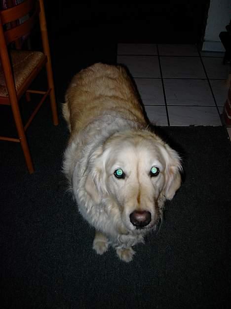 Golden retriever Sammy Joe #død 2005# - Kuk kuk billede 2