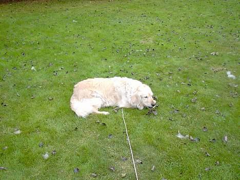 Golden retriever Sammy Joe #død 2005# - Ligger her og gnasker billede 3