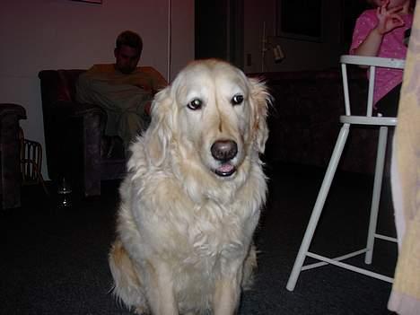 Golden retriever Sammy Joe #død 2005# - Se jeg kan altså godt sidde pænt billede 4