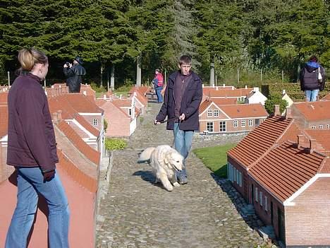 Golden retriever Sammy Joe #død 2005# - Jeg gider altså ikke gå og kigge på huse billede 5