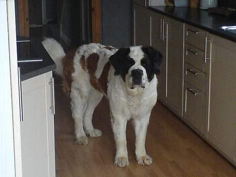 Sankt bernhardshund Laica billede 1