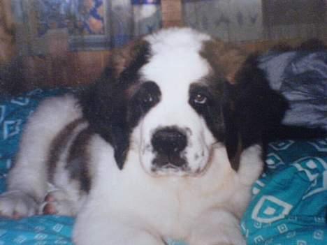 Sankt bernhardshund Laica billede 2