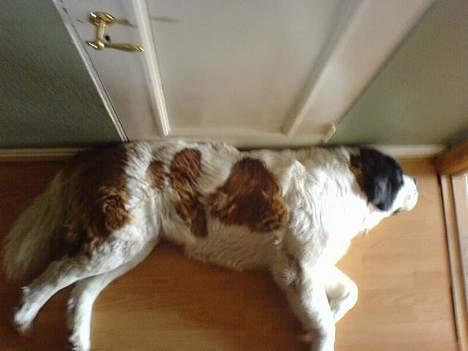 Sankt bernhardshund Laica billede 3