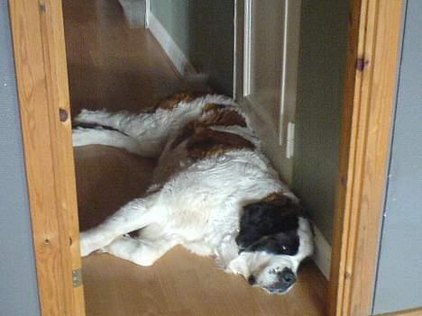 Sankt bernhardshund Laica billede 4