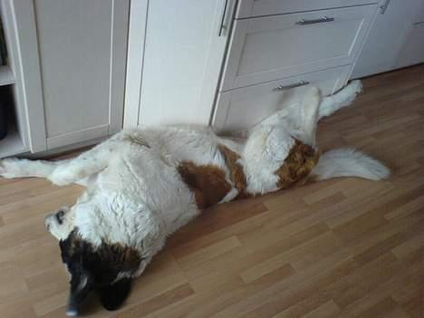 Sankt bernhardshund Laica billede 5