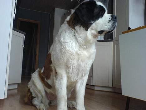 Sankt bernhardshund Laica billede 6