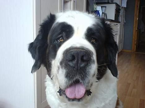 Sankt bernhardshund Laica billede 7