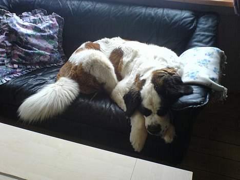 Sankt bernhardshund Laica billede 9