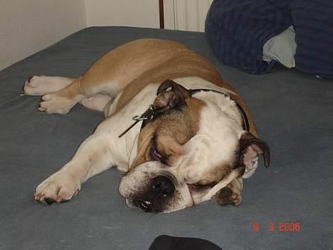 Engelsk bulldog Orzon - Snorker lidt i min egen seng ZZZZZZZZZZzzzzzzzzzzzzzz billede 15