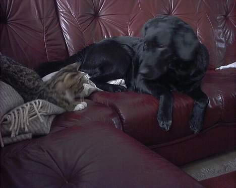 Labrador retriever Black Pearl billede 12