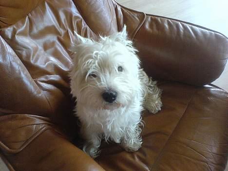 West highland white terrier King billede 15