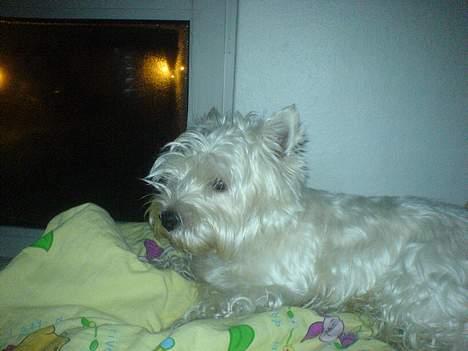 West highland white terrier King billede 16