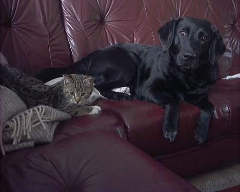 Labrador retriever Black Pearl billede 13