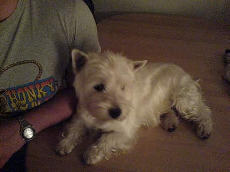 West highland white terrier King billede 17