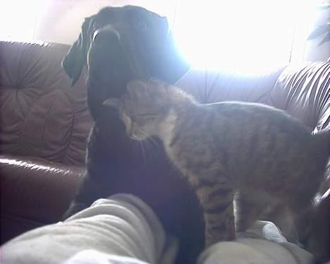 Labrador retriever Black Pearl billede 14