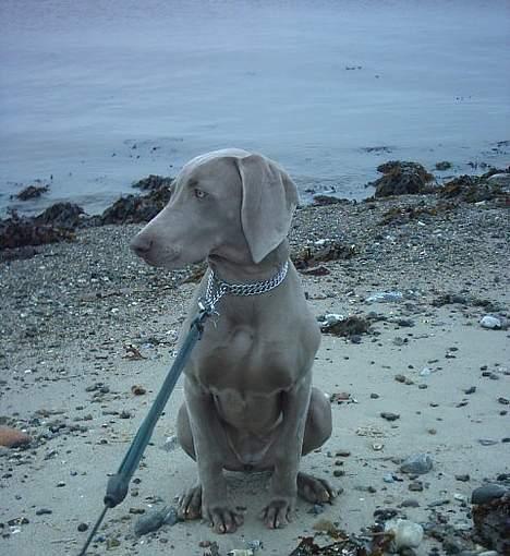 Weimaraner Ronja - Ronja som model ved stranden billede 19