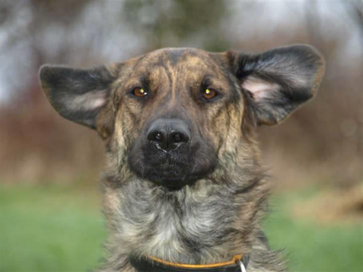 Blanding af racer Columbo "Oh, there's just - Besøg hos Lillen i Mullerup billede 2