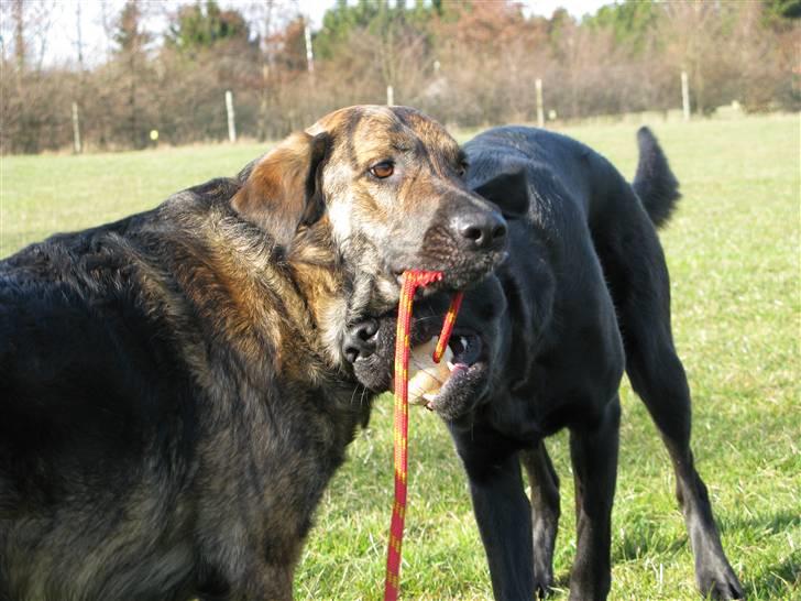 Blanding af racer Columbo "Oh, there's just - Columbo og Mayday Februar 09 billede 3