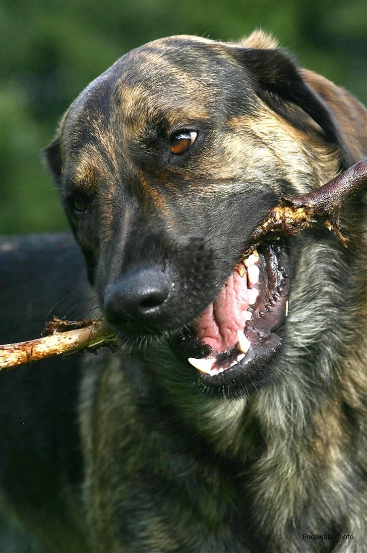 Blanding af racer Columbo "Oh, there's just - Af *Skiilotte*  - Hyggegnasker lige lidt pind - Mit så absolut favorit billede :-) billede 4