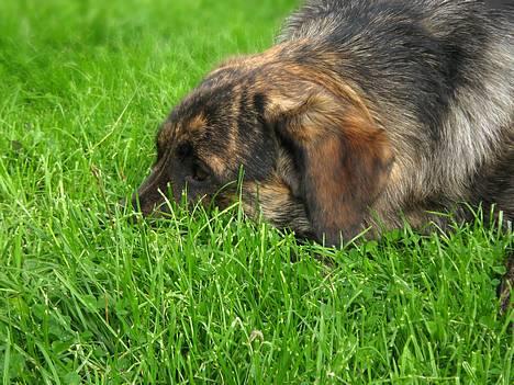 Blanding af racer Columbo "Oh, there's just - knap 11 måneder.. (3/9-06) billede 5