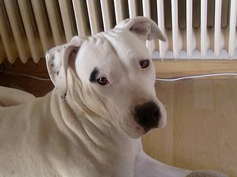 Dogo argentino Fang billede 5