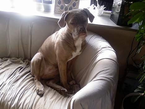 Blanding af racer bulli..  billede 4