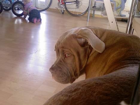 Blanding af racer bulli..  billede 5