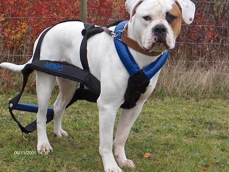 Amerikansk bulldog Nemo billede 8