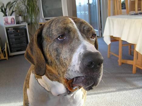 Fila brasileiro Fernando Mastiff billede 12