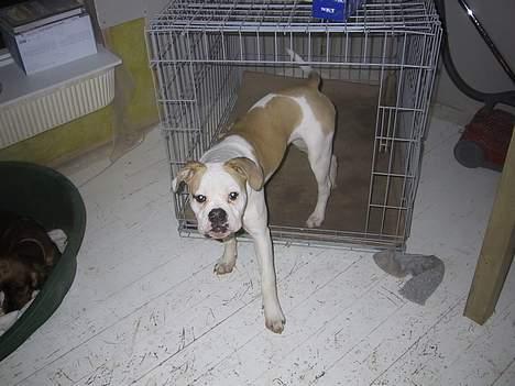 Amerikansk bulldog Papyja(Rest In Peace) billede 2