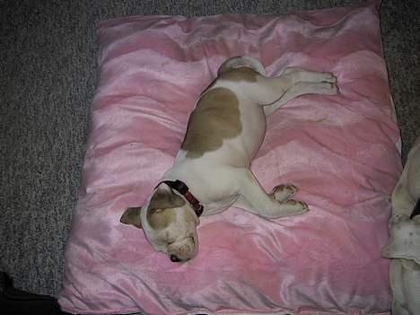Amerikansk bulldog Papyja(Rest In Peace) - Min pude billede 3