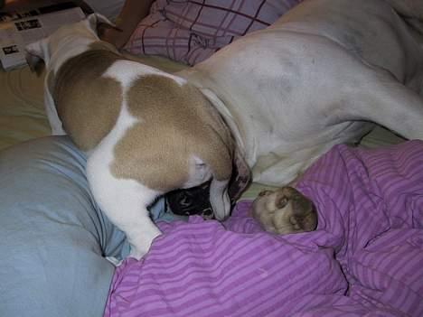 Amerikansk bulldog Papyja(Rest In Peace) - Jeg ordner lige storebror billede 4