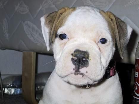 Amerikansk bulldog Papyja(Rest In Peace) - Jeg er da for sød billede 5